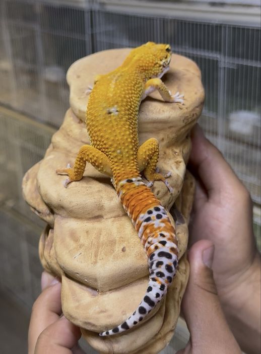 Геккон эублефар (blood)самец