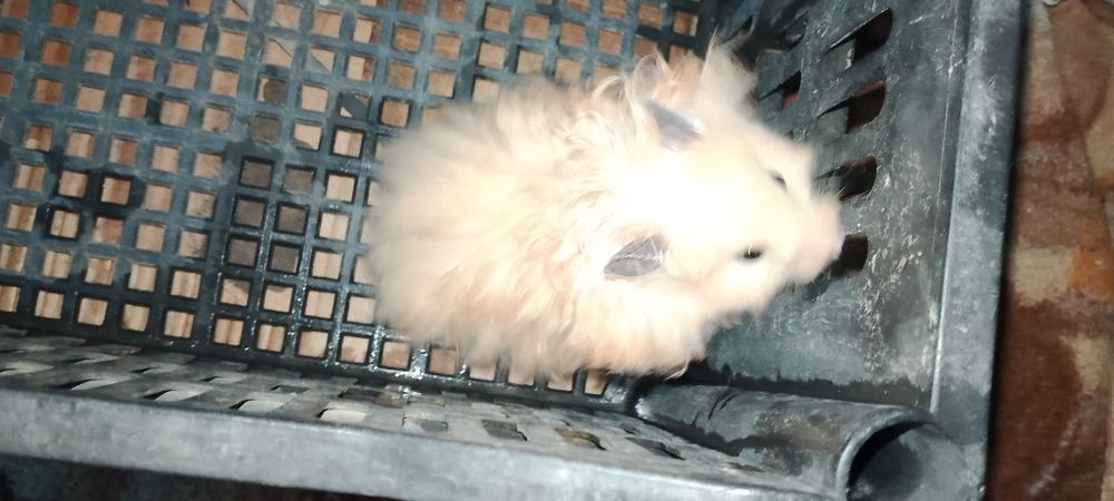 Хамяк  кемирувчи