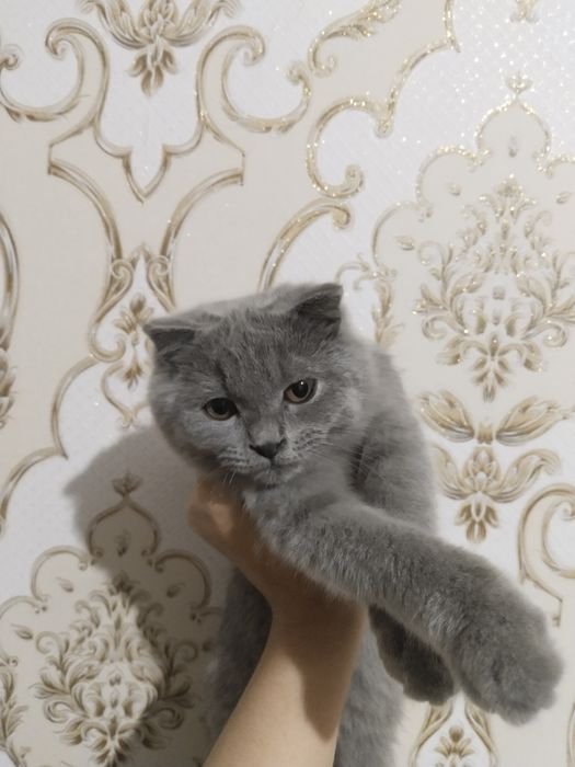 British shorthair 6 oylik o'g'il
