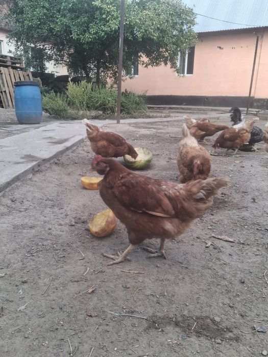 Курицы Ломан Браун