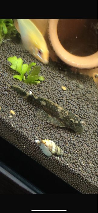 Сомики анчитрусы