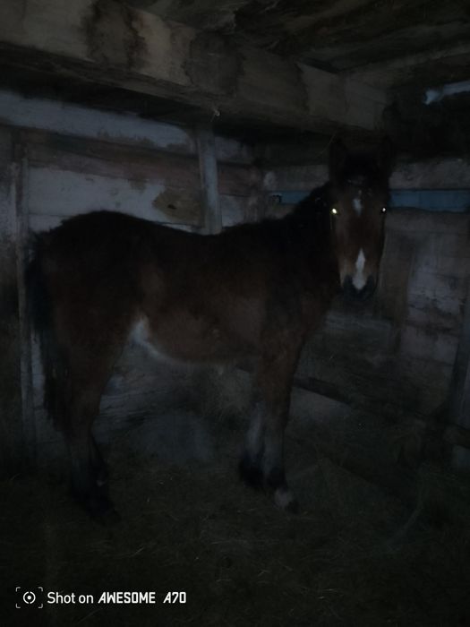 Продам жеребчик крупный порода цена 360