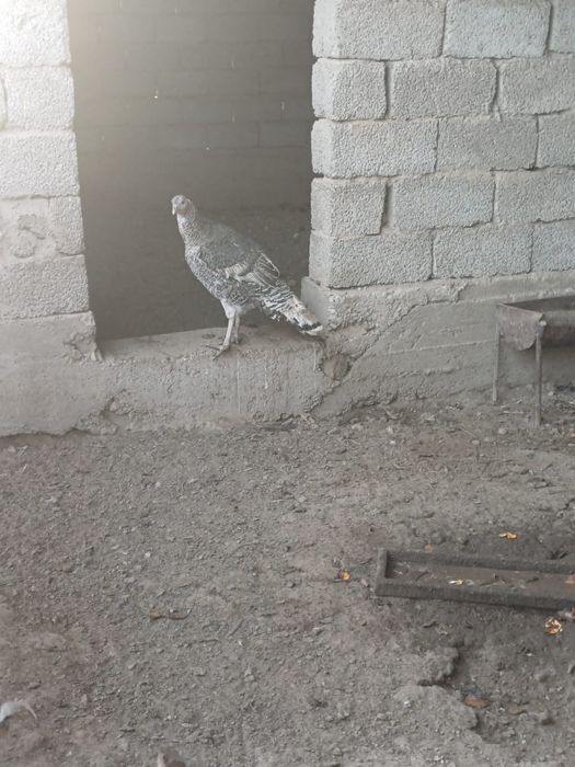 Ундыктер сатылады