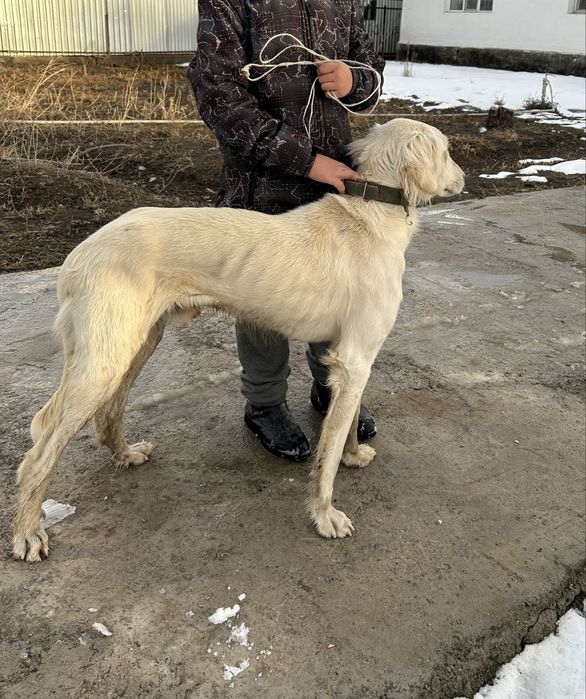 Тазы охота ит сатылады