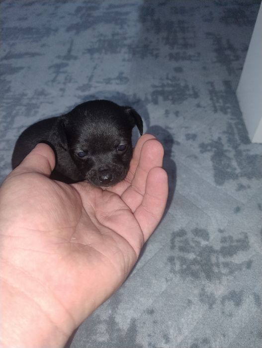 Продавам пинчери – стандартен цвят