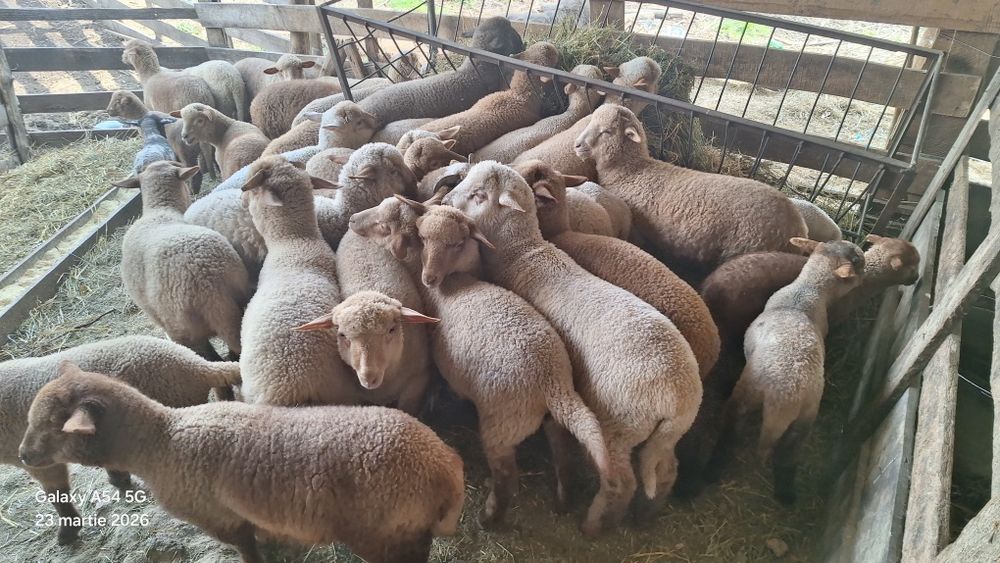 Miei tigaie de vanzare, pentru crescut sau sacrificat