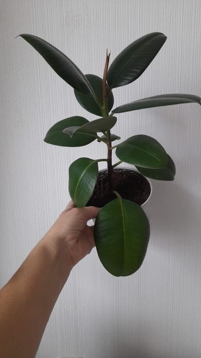 Продам комнатное растение, доллар