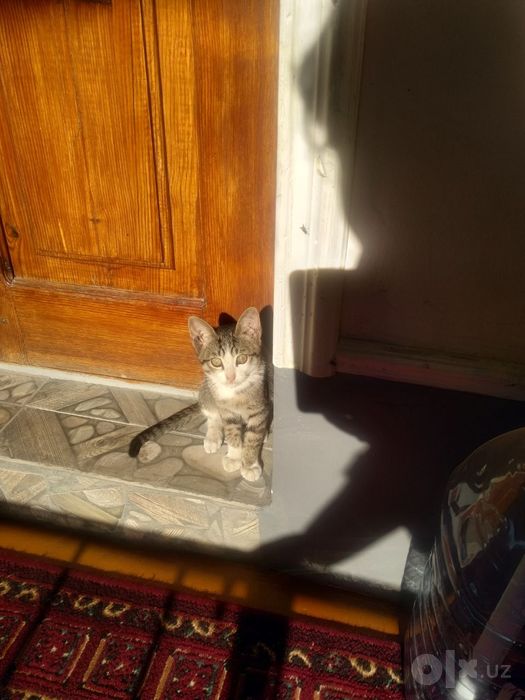 Mushuklar bor bepul 4ta