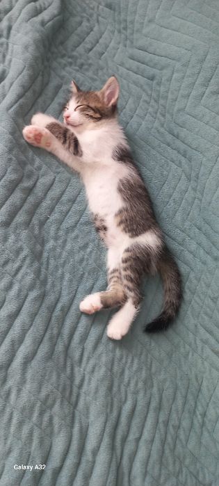 Котята в добрый руки