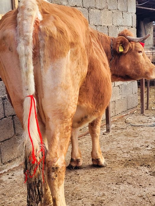 Vaca gestantă în 8 luni