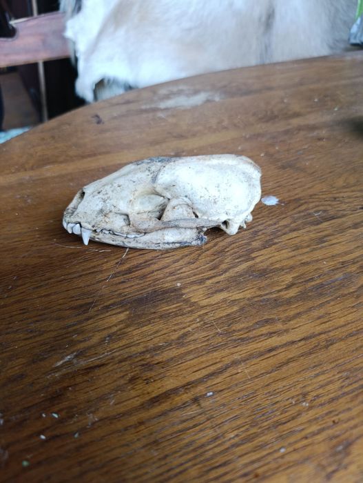 Черепи на язовец