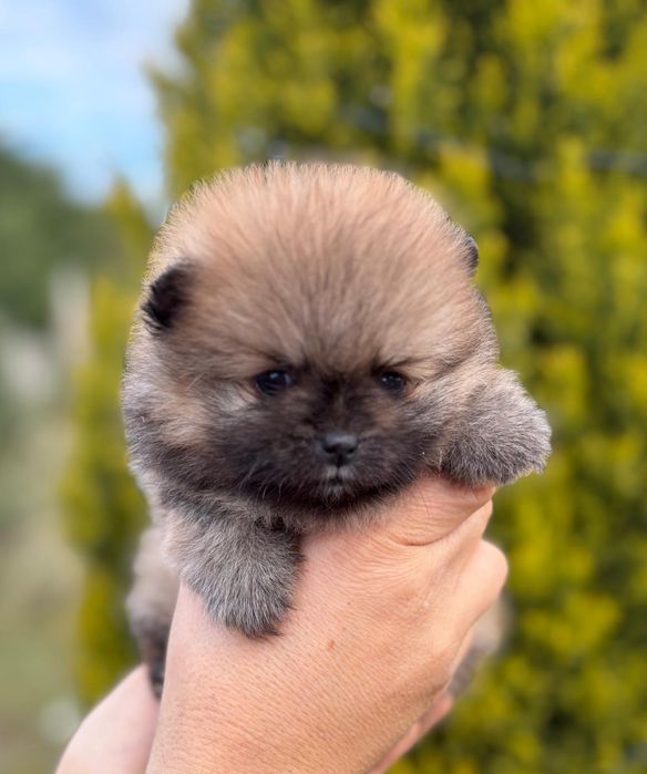 Pomeranian fetita