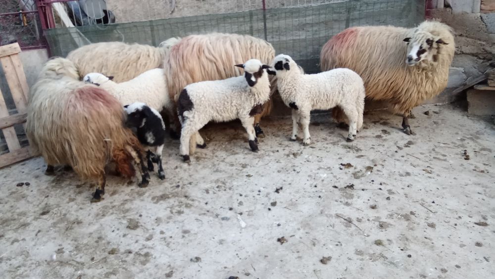 Oi cu miel de vanzare