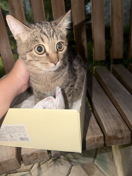 Котенок окрас табби