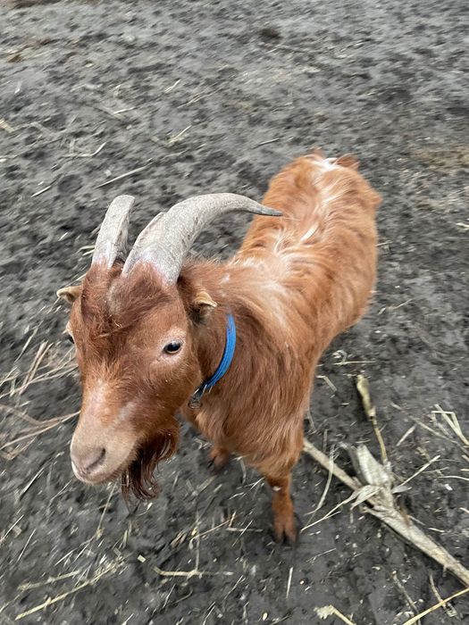 Vând țap de un an