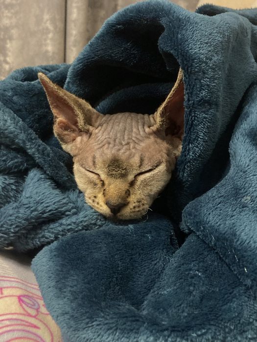 Pisica sphynx femela