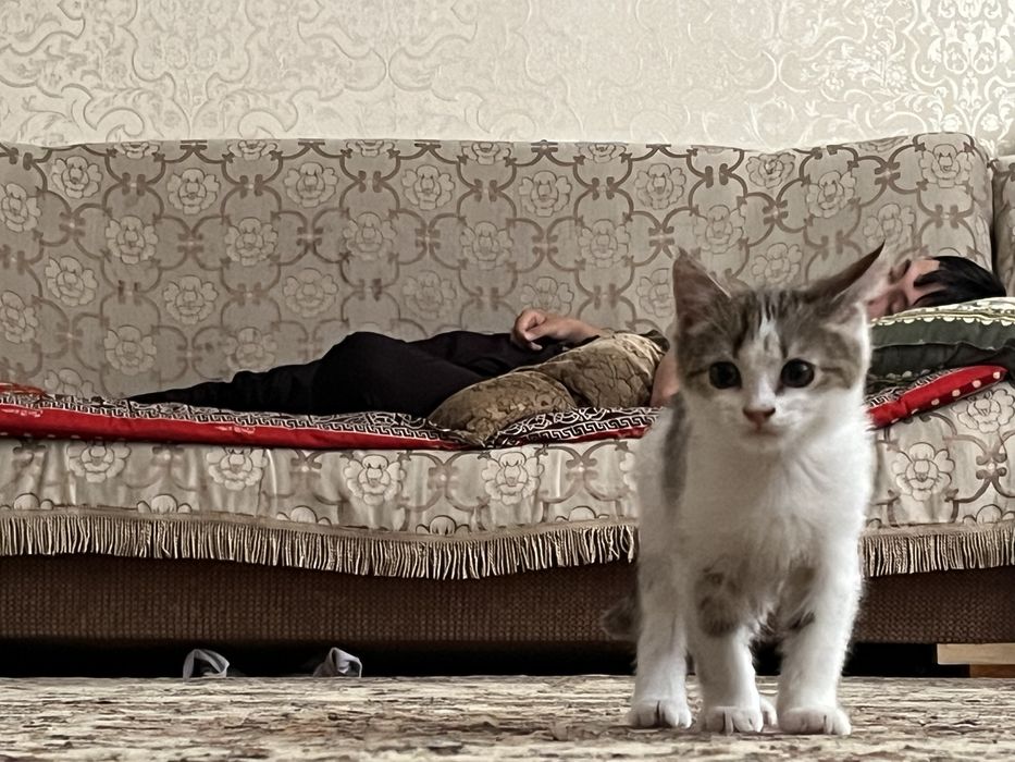 Кошка 3-4 месяц девочка