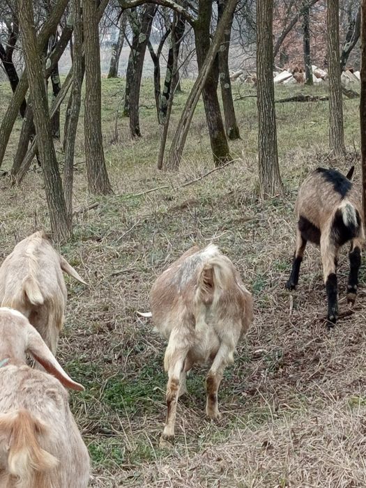 Vând două capre superbe