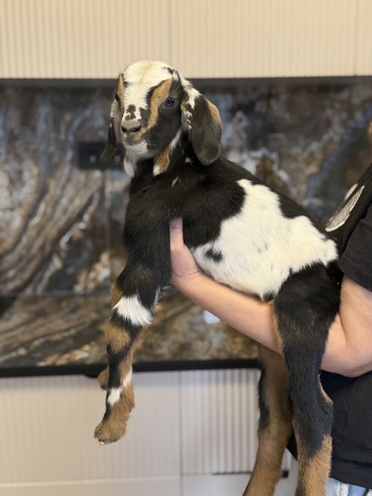 Продам козлика альпо-нуб