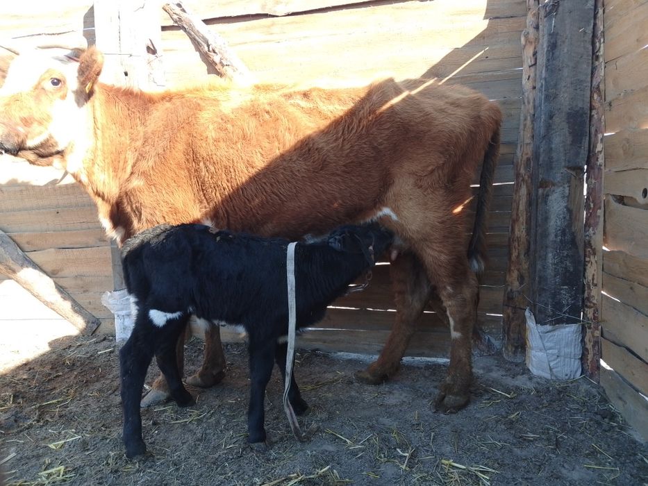 Бузаулы сиыр сатылады