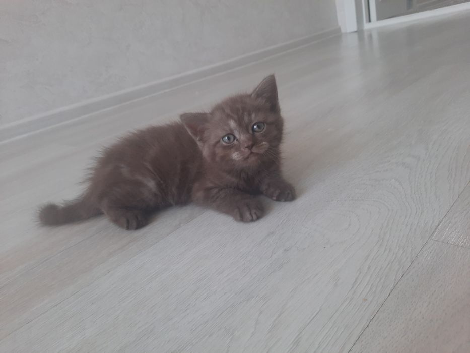 Продаются породстые котята скотиш страйт