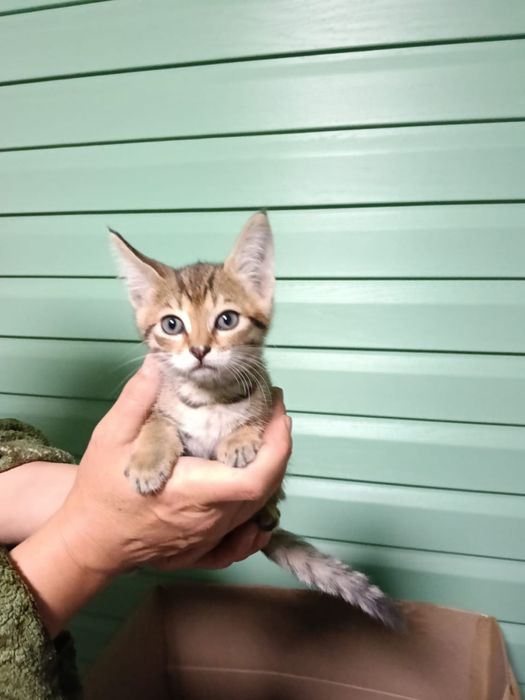 Срочно котята ищут дом
