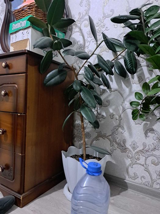 Комнатное растение