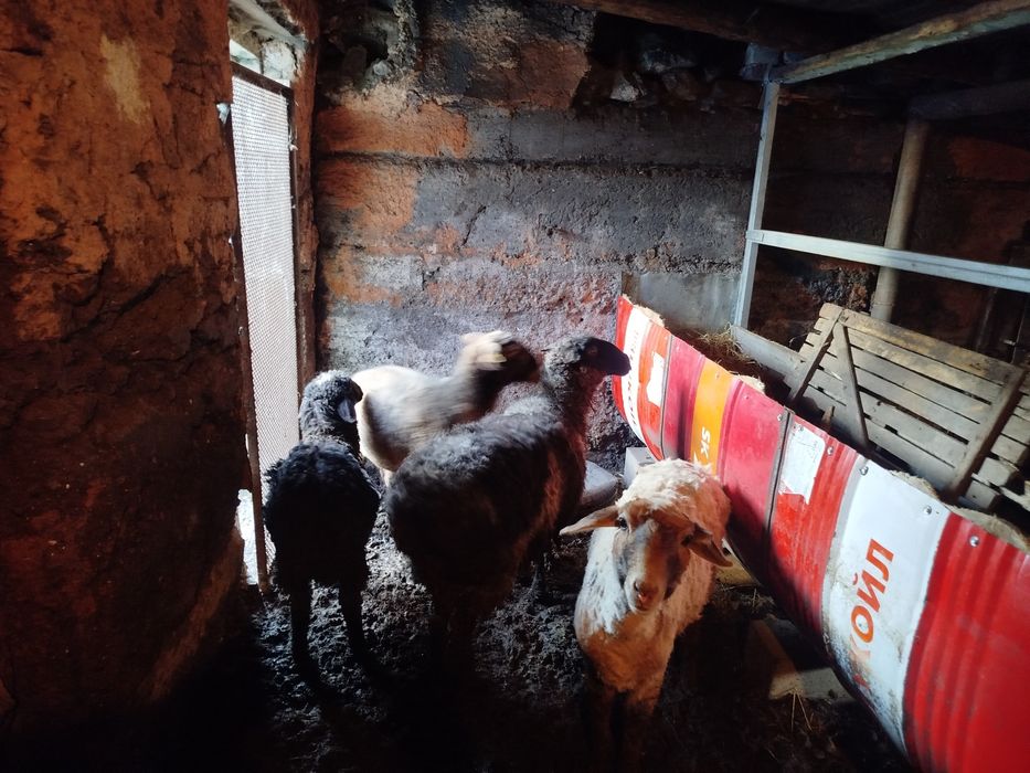 Бараны с откорма