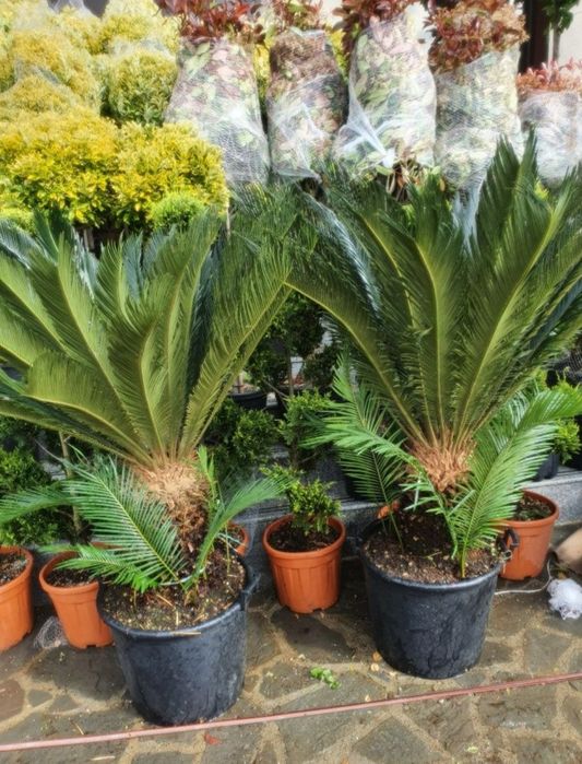 Plante exotice, palmier, lamai, portocal, măslin, bonsai etc