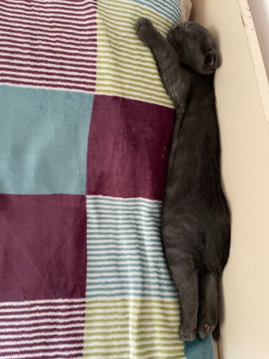 Котенок в добрые руки