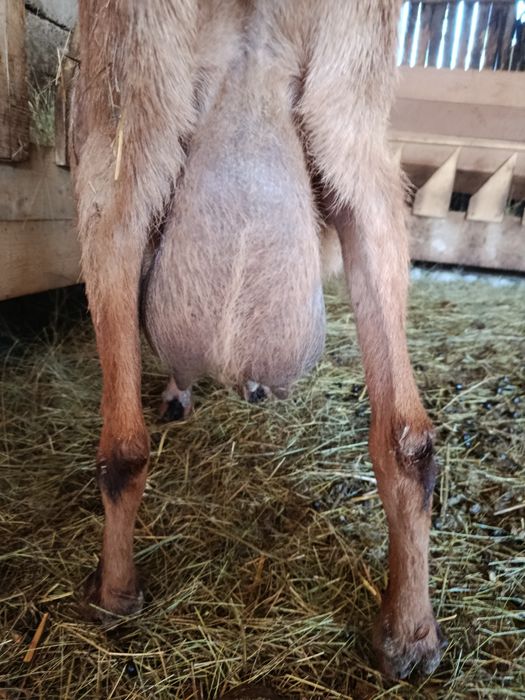 Capră aplină franceză