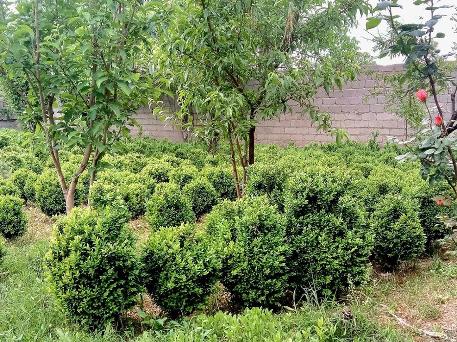 Самшит (Шамшод), доимий яшил холатида туради