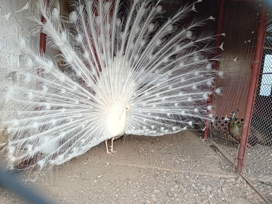 Pauni alb matur de vanzare