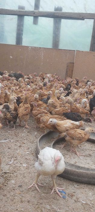 Pui rasa mixta pui alb