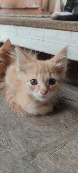 Отдам котят в хорошие ручки