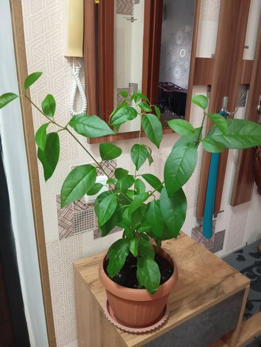 Продам цветы комнатные