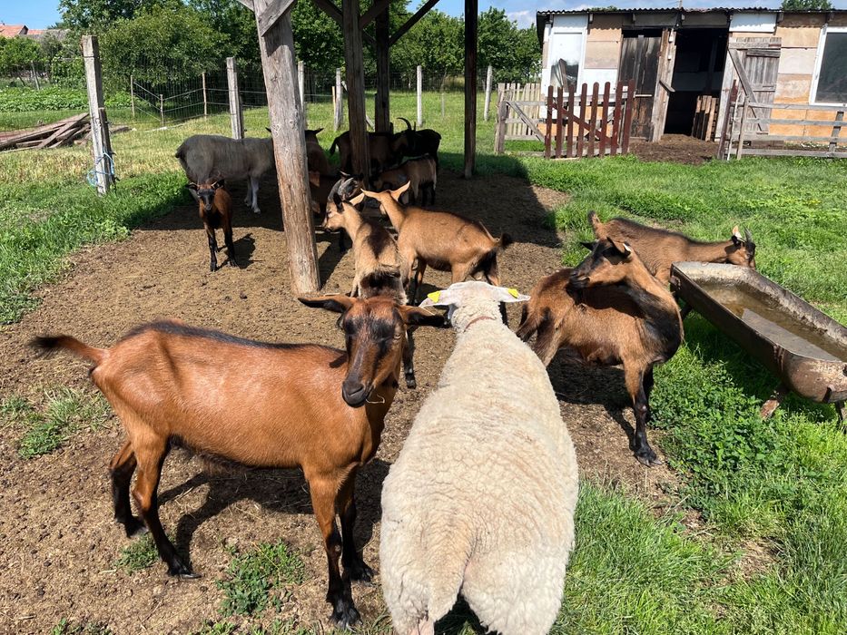 Capra alpina franceza