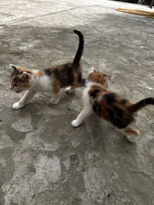 Котята Отдам за даром 1 месяц