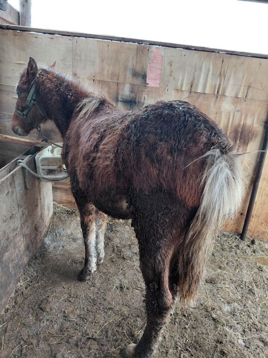 Согым тайлар 450000