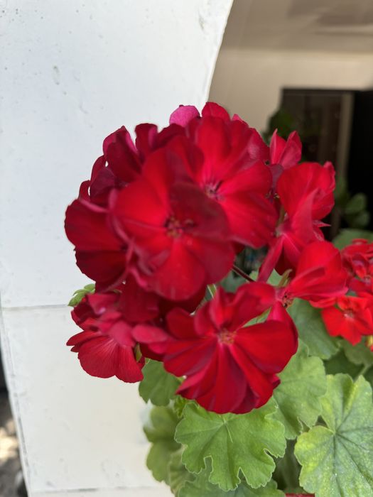 Герань, комнатные цветы