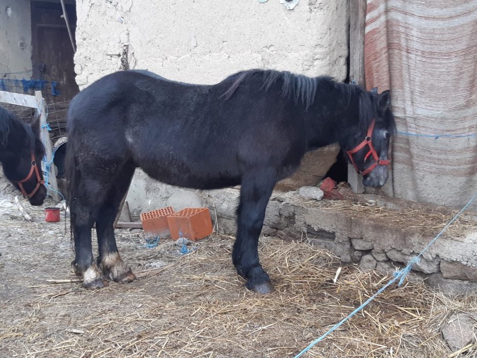 Vând mânză și mânz