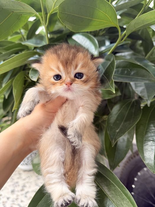 Готовятся на продажу котята