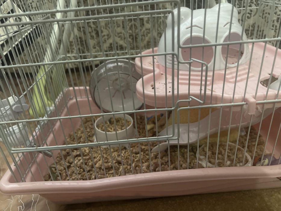 Хомяк с просторной клеткой