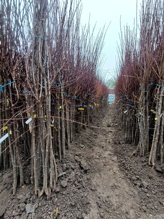 vând pomi fructiferi