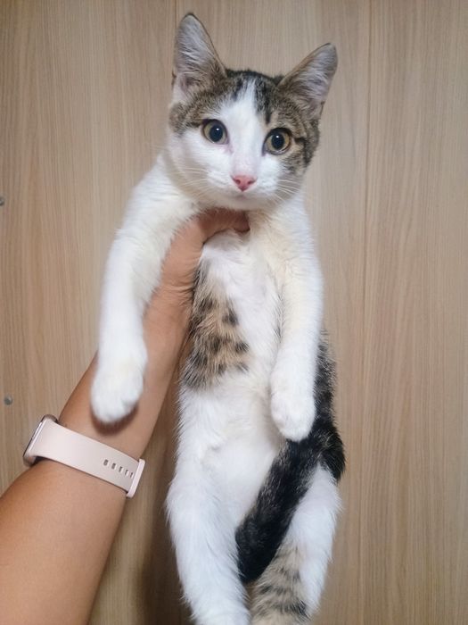 Отдам в добрые руки котенка