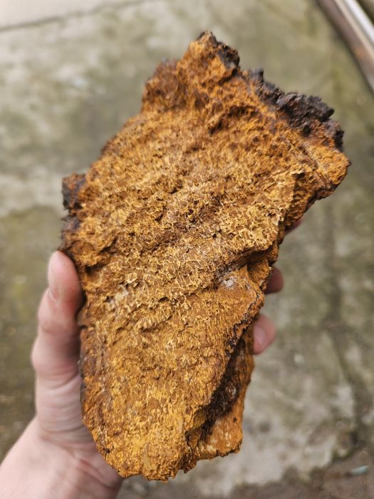 Березовая чага лечебная