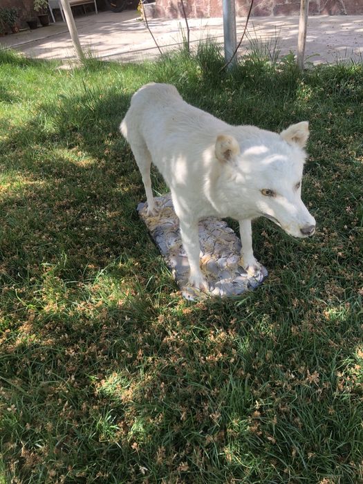 Sotiladi Ideal sastayanada  real oladiganla tel qilila