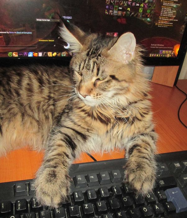 Cazare animale de companie MICI si PISICI CASTRATE- pet sitter