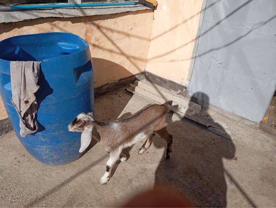 Продам альпииские коза с козленком