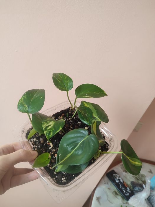 Комнатные растения